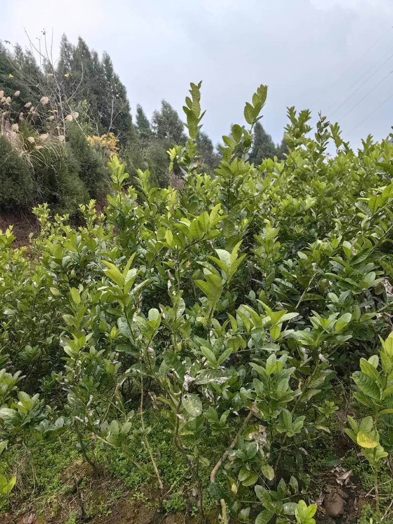 佛手苗，佛手种植基地，佛手培育基地，包技术，包回收，
