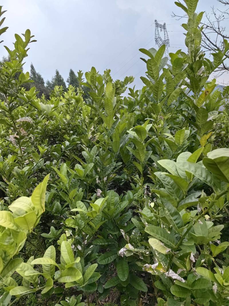 佛手苗，佛手种植基地，佛手培育基地，包技术，包回收，