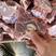 国产羔羊羊蝎子，价格美丽，满肉款的肉含量没得说，质量好