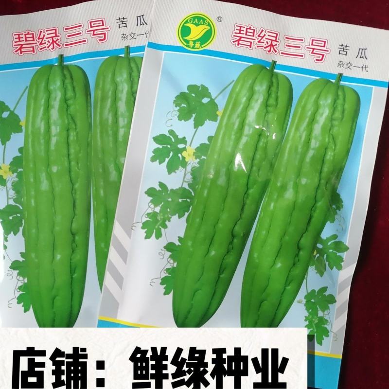 碧绿三号苦瓜早熟雌性强长势旺丰产单瓜约500克