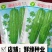 碧绿三号苦瓜早熟雌性强长势旺丰产单瓜约500克