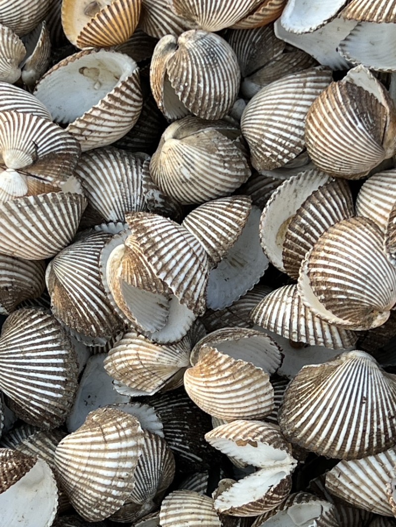 瓦楞子壳毛蚶壳血蚶壳，量大从优，欢迎采购