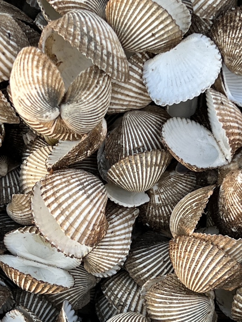 瓦楞子壳毛蚶壳血蚶壳，量大从优，欢迎采购