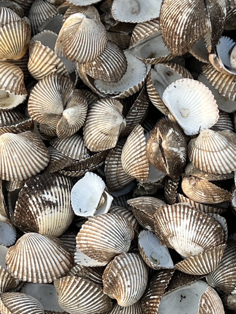 瓦楞子壳毛蚶壳血蚶壳，量大从优，欢迎采购