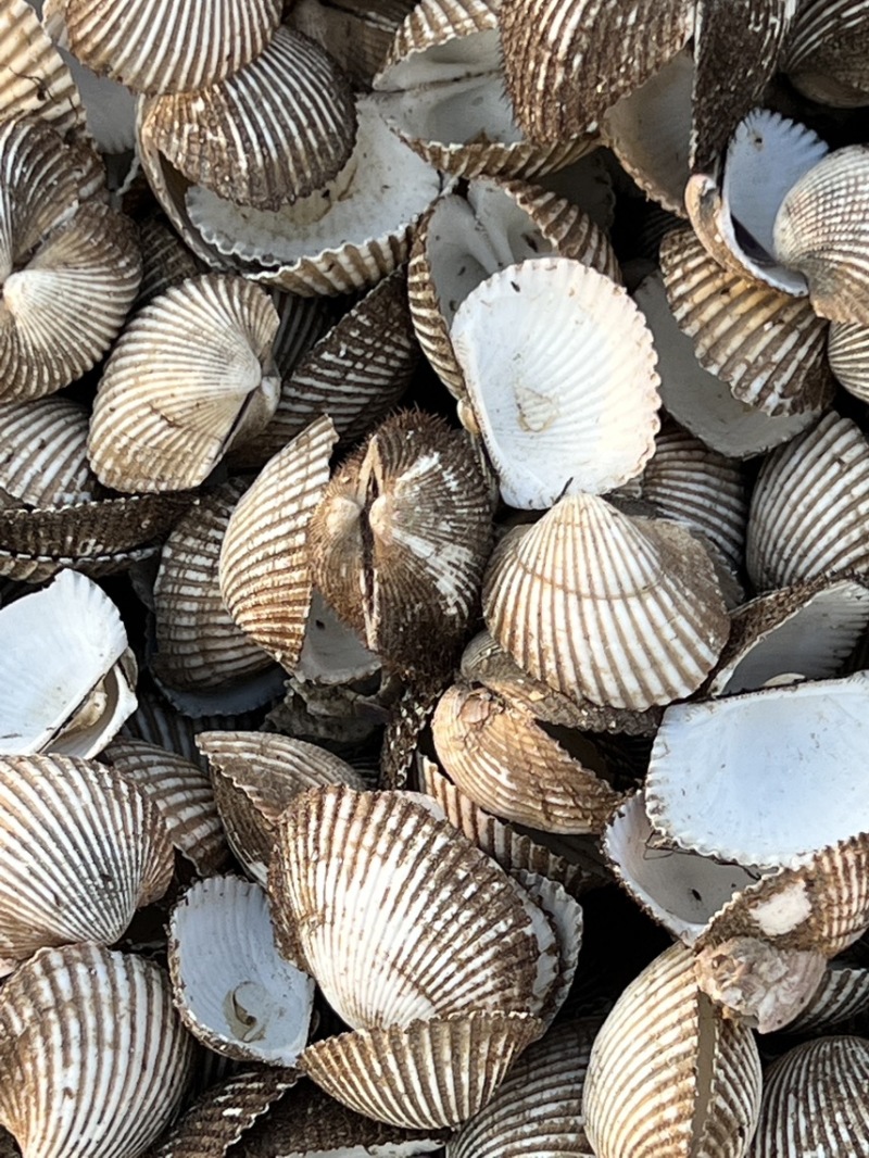 瓦楞子壳毛蚶壳血蚶壳，量大从优，欢迎采购