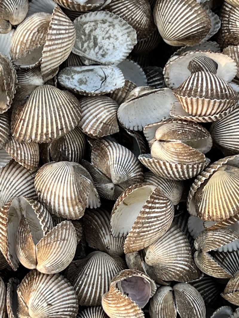 瓦楞子壳毛蚶壳血蚶壳，量大从优，欢迎采购
