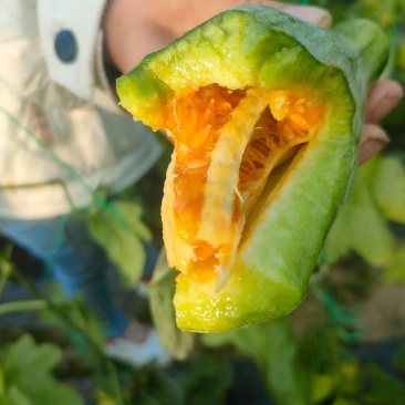 大量供应羊角蜜甜瓜山东羊角蜜大量有货代收代卖对接电商各大平台