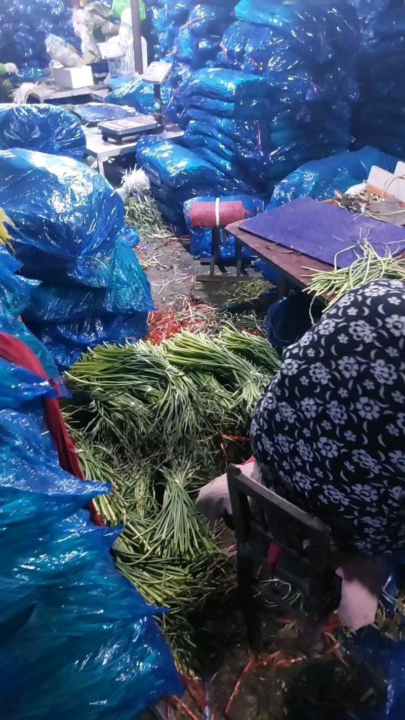 蒜薹冷库直销！生姜直供！食堂供货！电商用货，超市供货！！