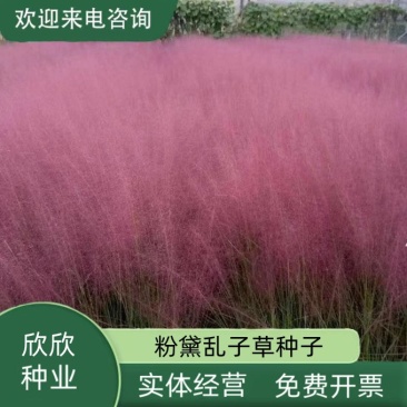 粉黛乱子草种子毛芒乱子草粉米利花海庭院景观花卉多年生观赏