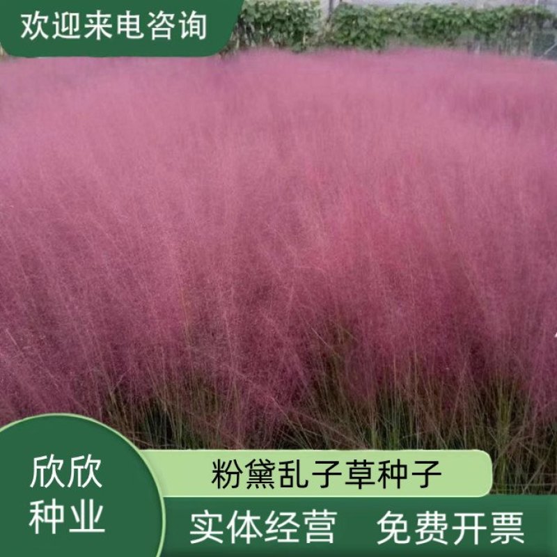 粉黛乱子草种子毛芒乱子草粉米利花海庭院景观花卉多年生观赏
