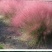 粉黛乱子草种子毛芒乱子草粉米利花海庭院景观花卉多年生观赏