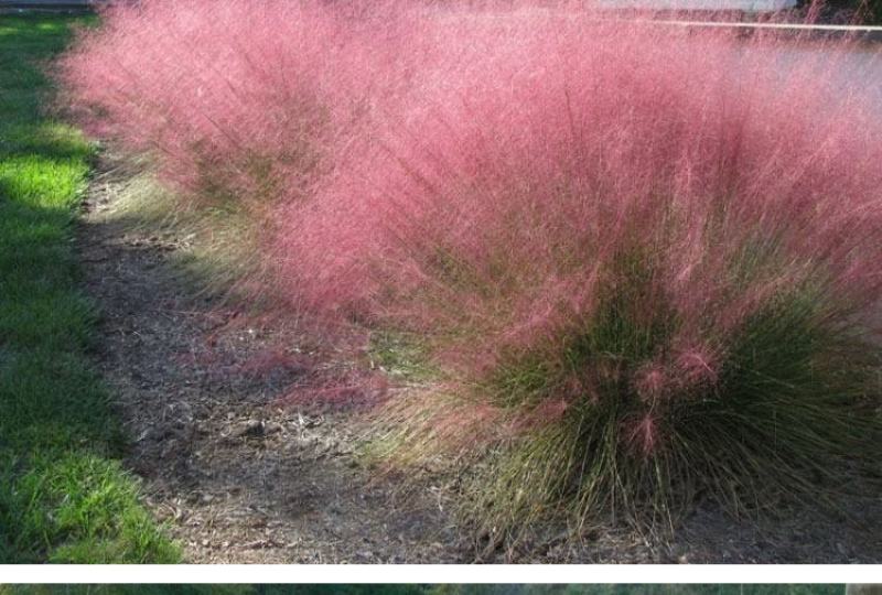 粉黛乱子草种子毛芒乱子草粉米利花海庭院景观花卉多年生观赏