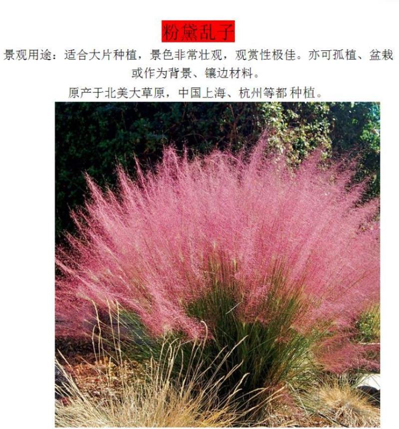 粉黛乱子草种子毛芒乱子草粉米利花海庭院景观花卉多年生观赏