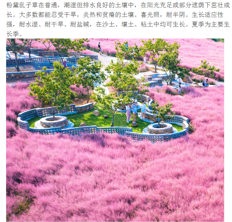 粉黛乱子草种子毛芒乱子草粉米利花海庭院景观花卉多年生观赏