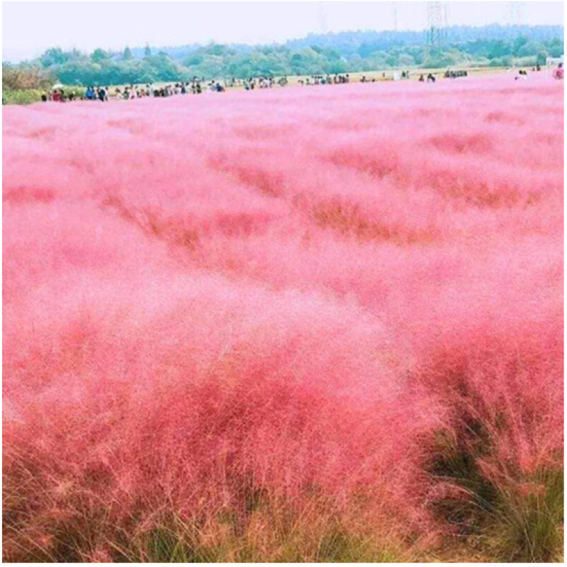 粉黛乱子草种子毛芒乱子草粉米利花海庭院景观花卉多年生观赏