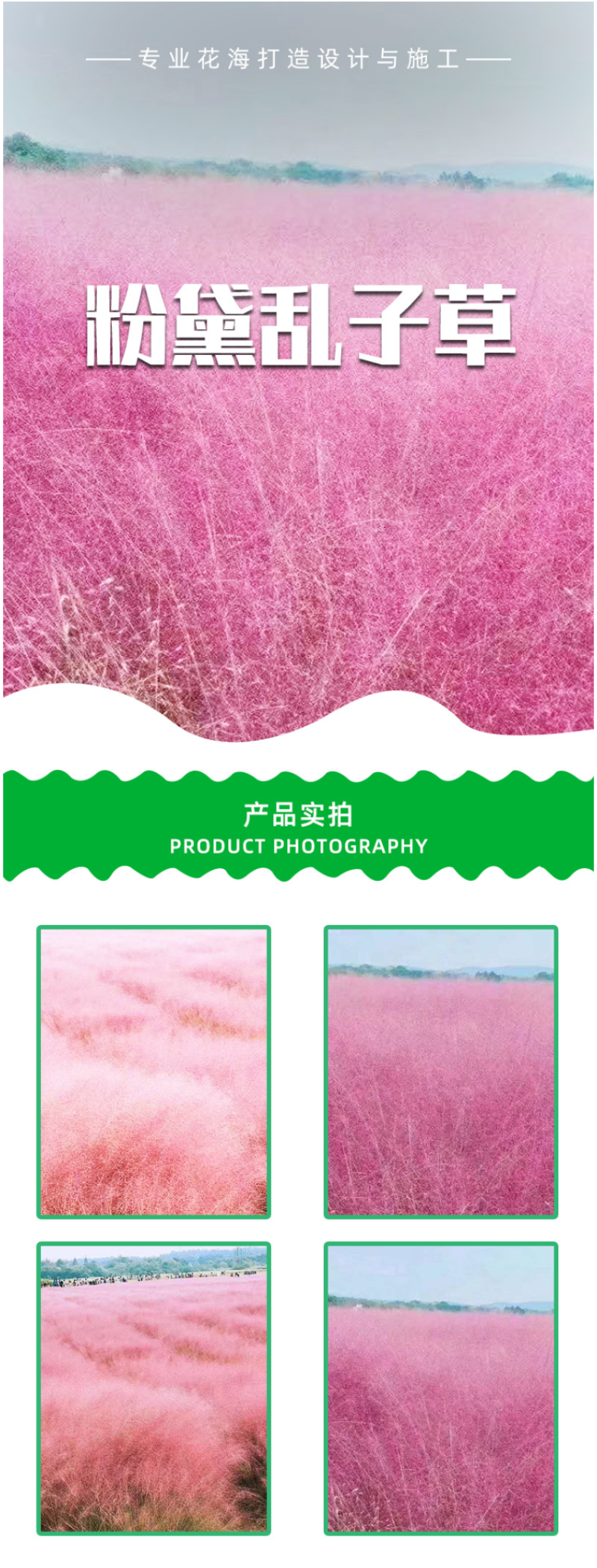 粉黛乱子草种子毛芒乱子草粉米利花海庭院景观花卉多年生观赏