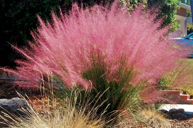 粉黛乱子草种子毛芒乱子草粉米利花海庭院景观花卉多年生观赏