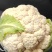 【实花菜】精品花菜大量上市现砍现发一手货源欢迎采购