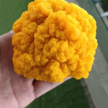食用