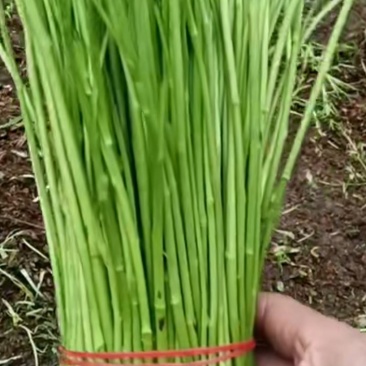 新鲜青芦蒿