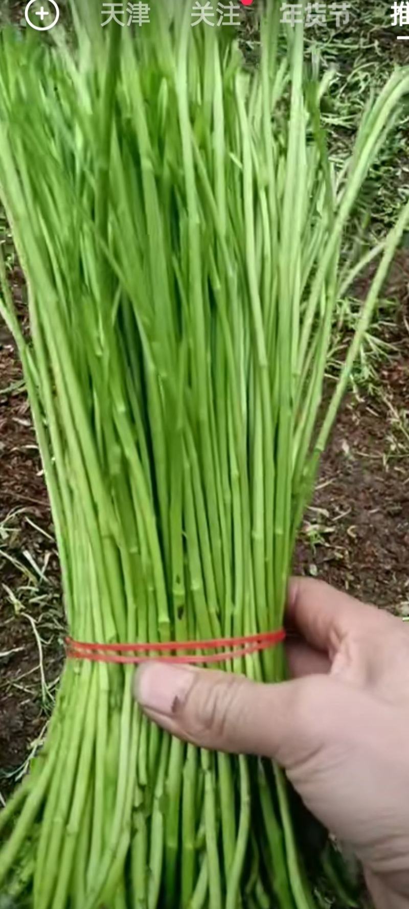 新鲜青芦蒿