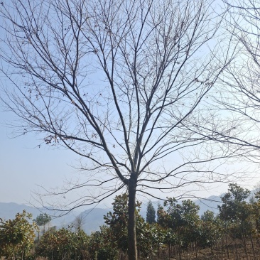 13公分榉树（基地直供，树型精品）