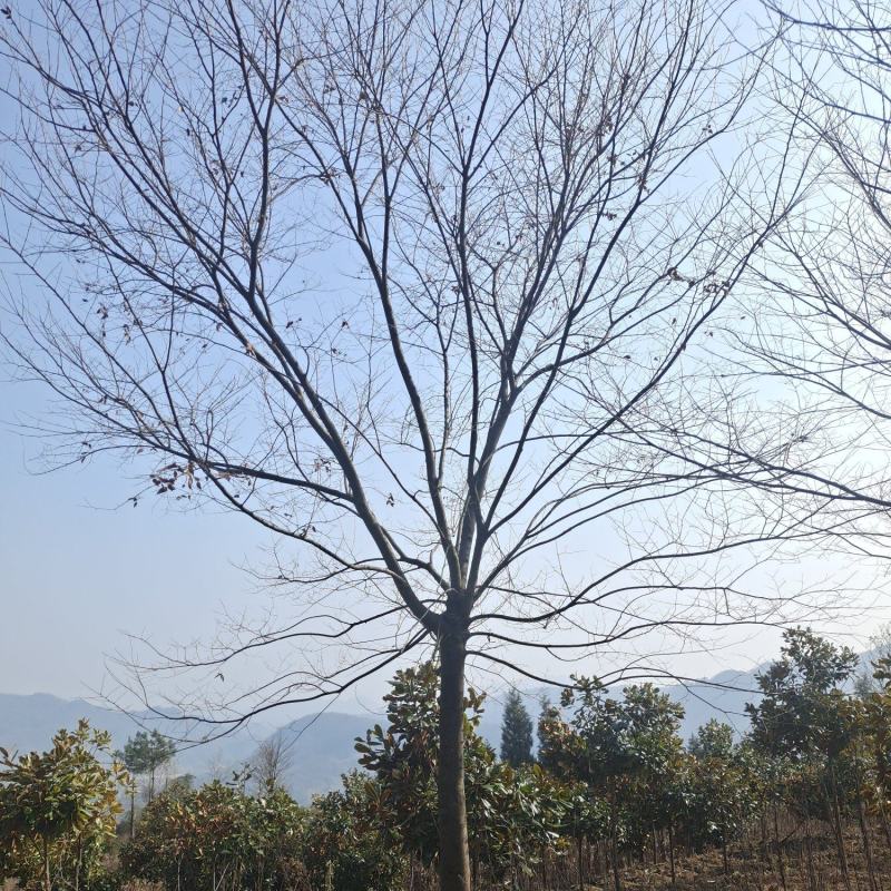 13公分榉树（基地直供，树型精品）
