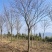13公分榉树（基地直供，树型精品）