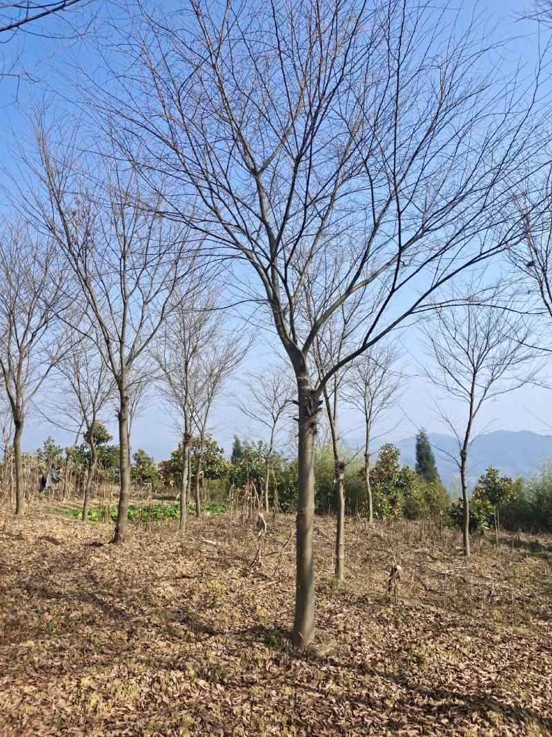 13公分榉树（基地直供，树型精品）