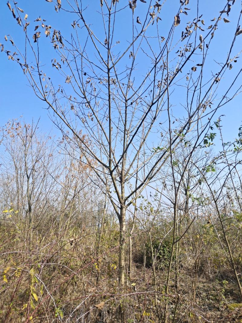 13公分榉树（基地直供，树型精品）