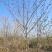 13公分榉树（基地直供，树型精品）