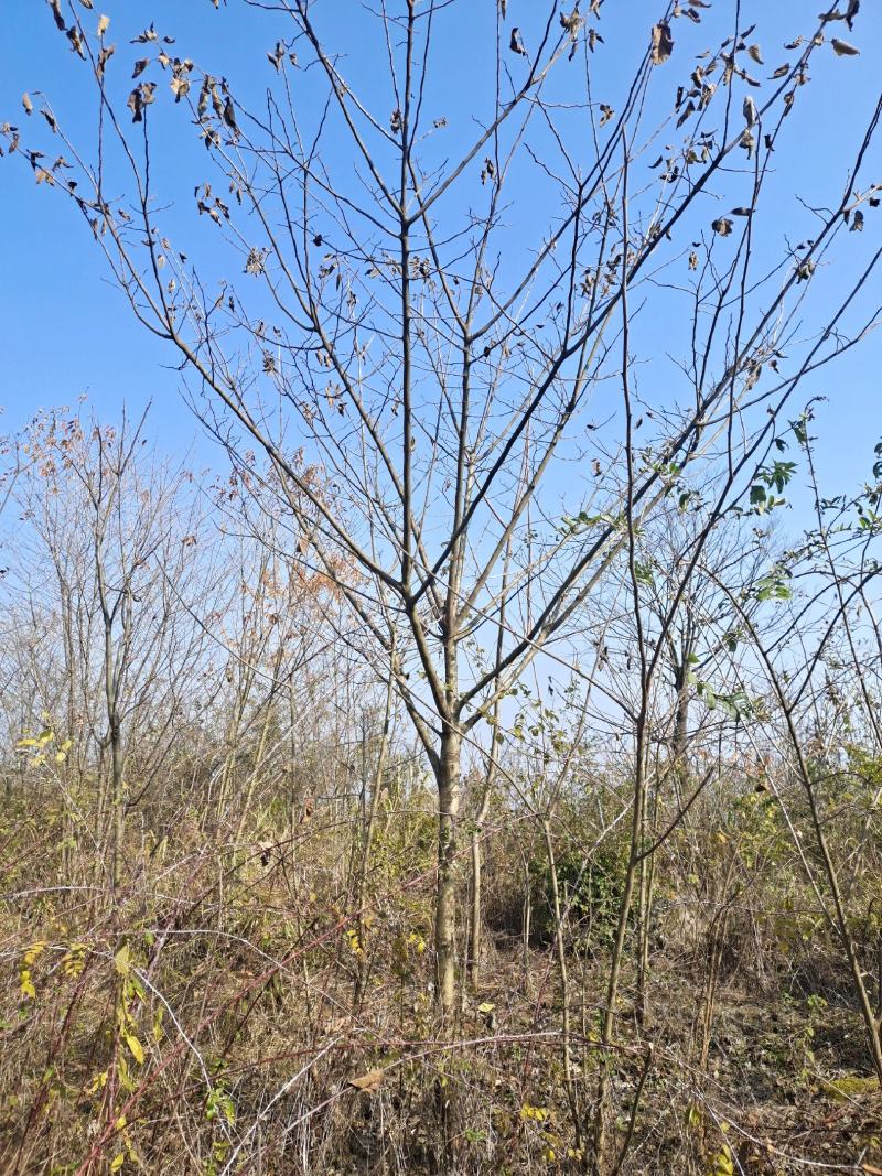 13公分榉树（基地直供，树型精品）