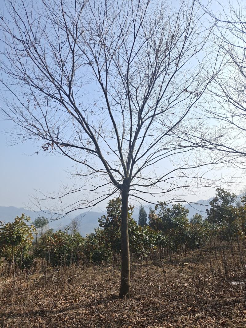 13公分榉树（基地直供，树型精品）