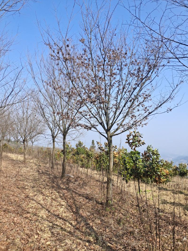 13公分榉树（基地直供，树型精品）