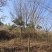 13公分榉树（基地直供，树型精品）