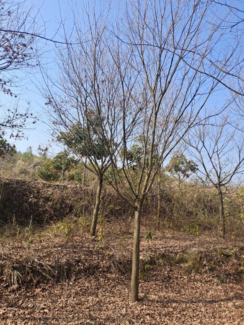13公分榉树（基地直供，树型精品）