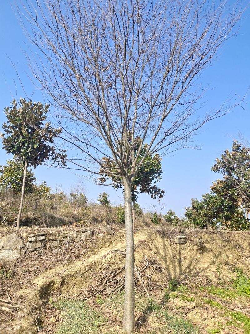 13公分榉树（基地直供，树型精品）