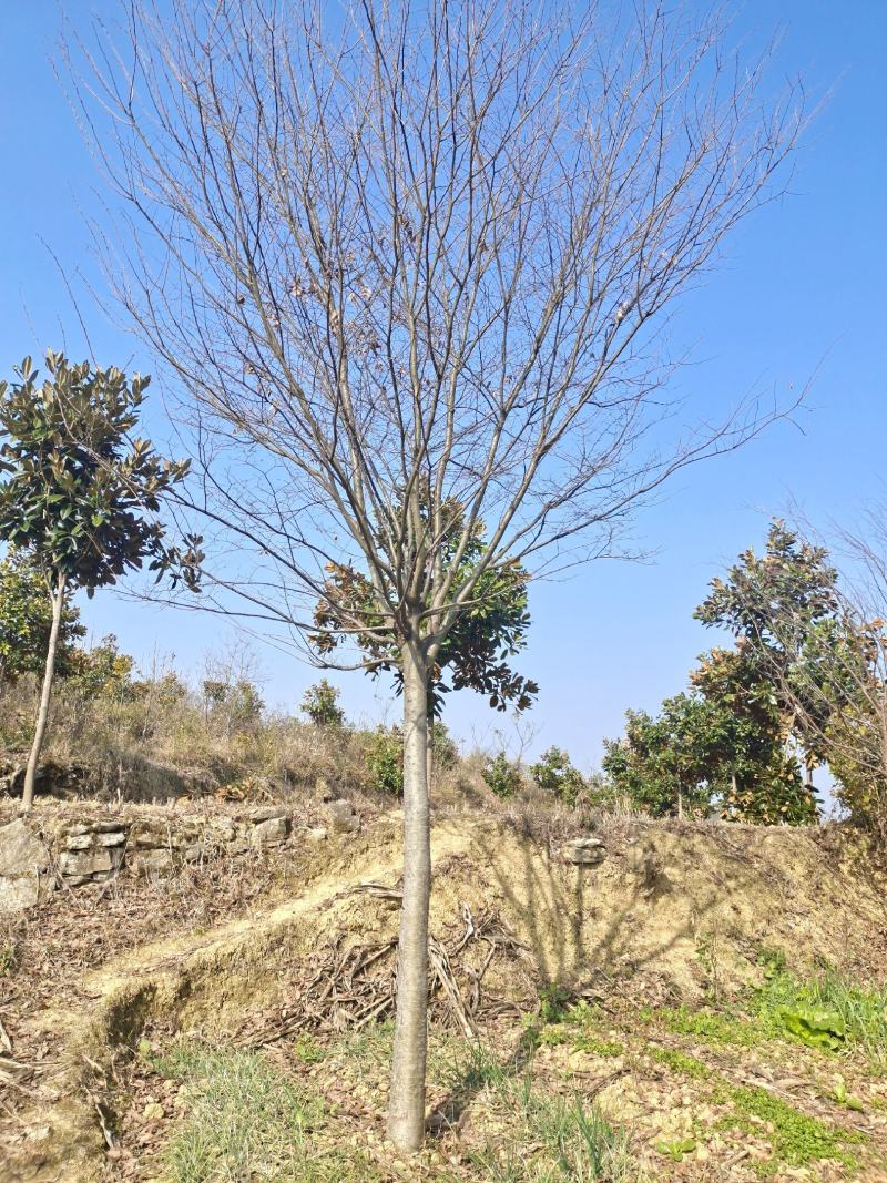 13公分榉树（基地直供，树型精品）