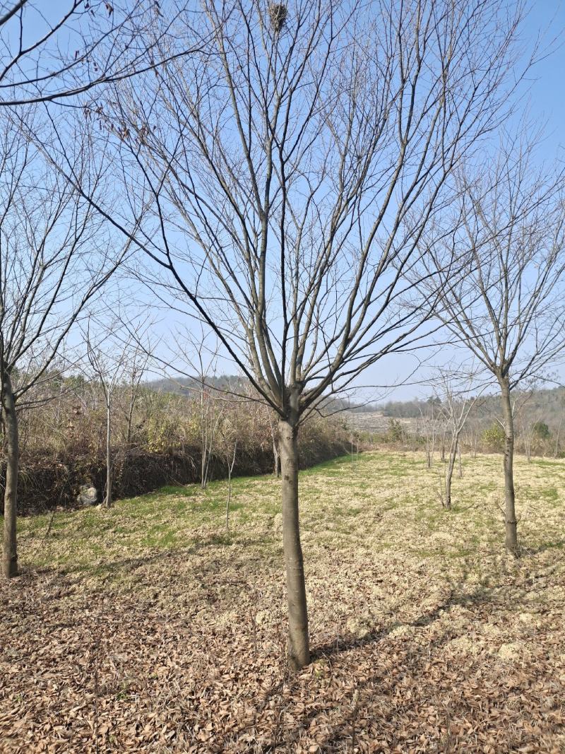 13公分榉树（基地直供，树型精品）