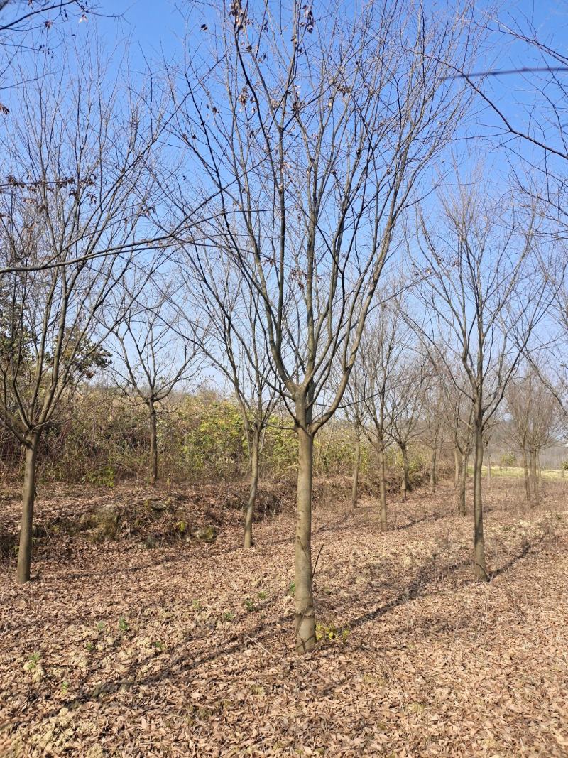 13公分榉树（基地直供，树型精品）