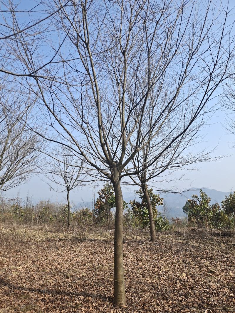 13公分榉树（基地直供，树型精品）
