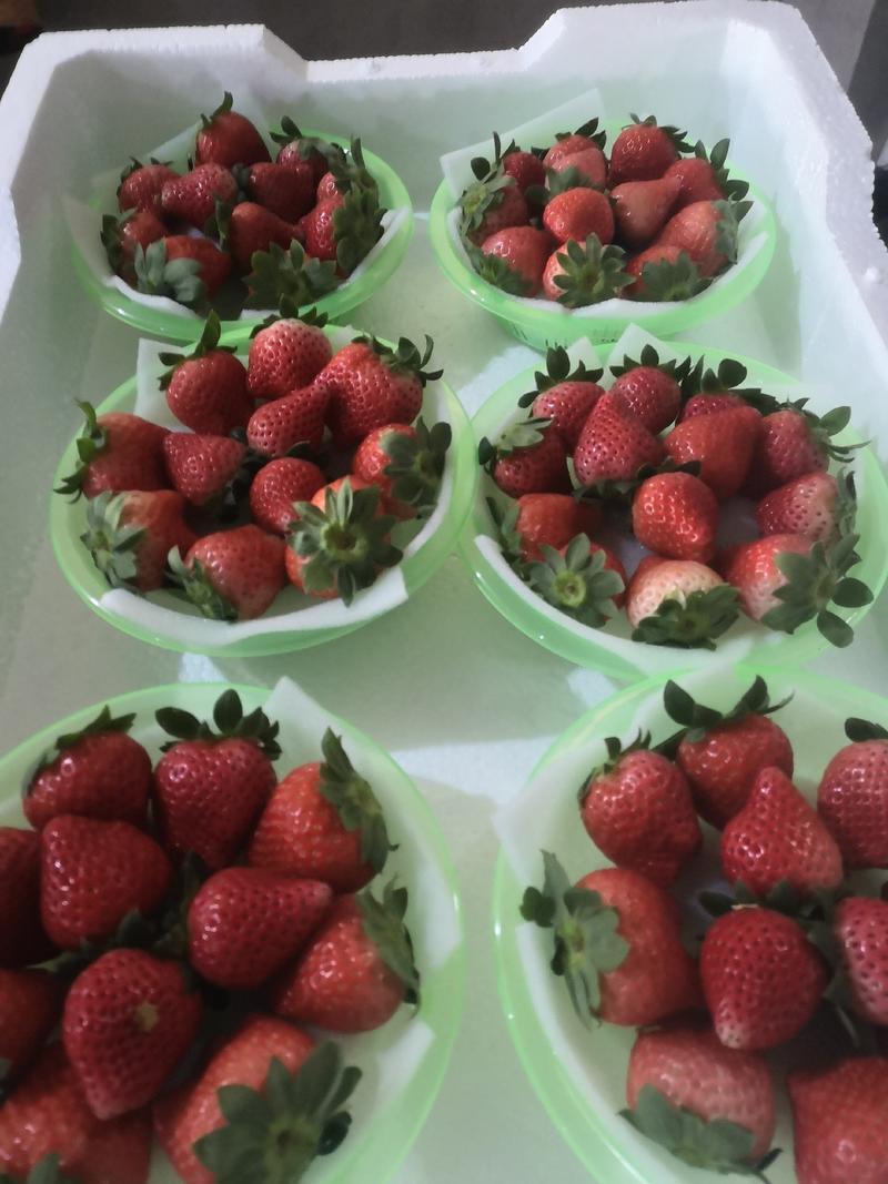 【草莓】河北宁玉草莓奶油草莓品质保证物美价廉量大从优欢迎