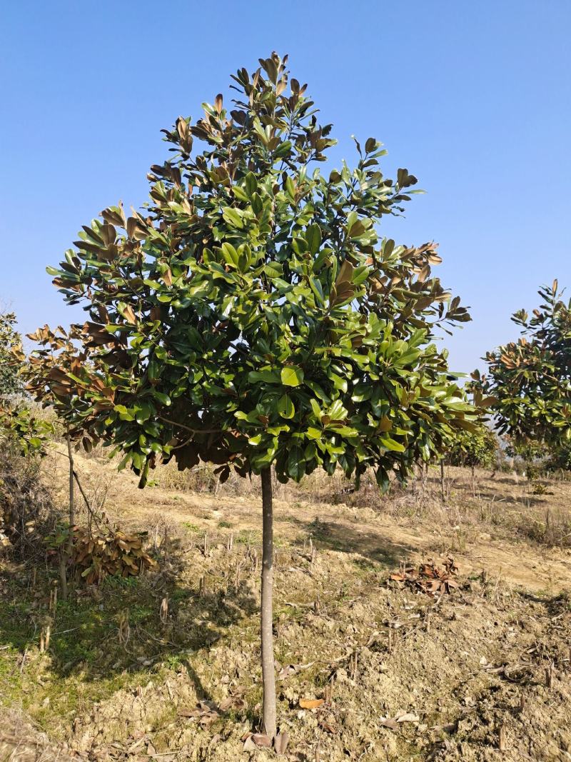 7公分广玉兰（基地直供，树型精品）