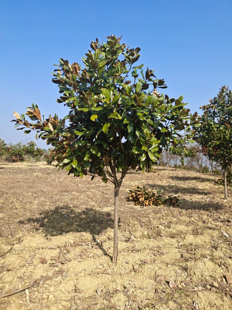 7公分广玉兰（基地直供，树型精品）
