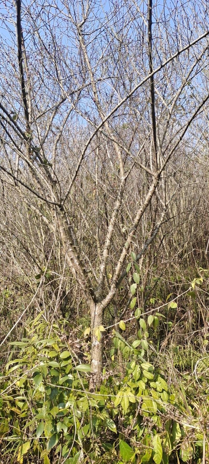 8公分红梅，苗圃直供，树型精品，常年大量供应，性价比高