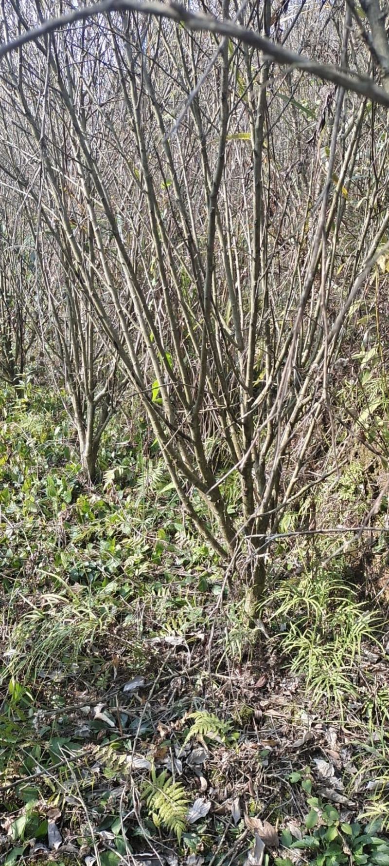 8公分红梅，苗圃直供，树型精品，常年大量供应，性价比高