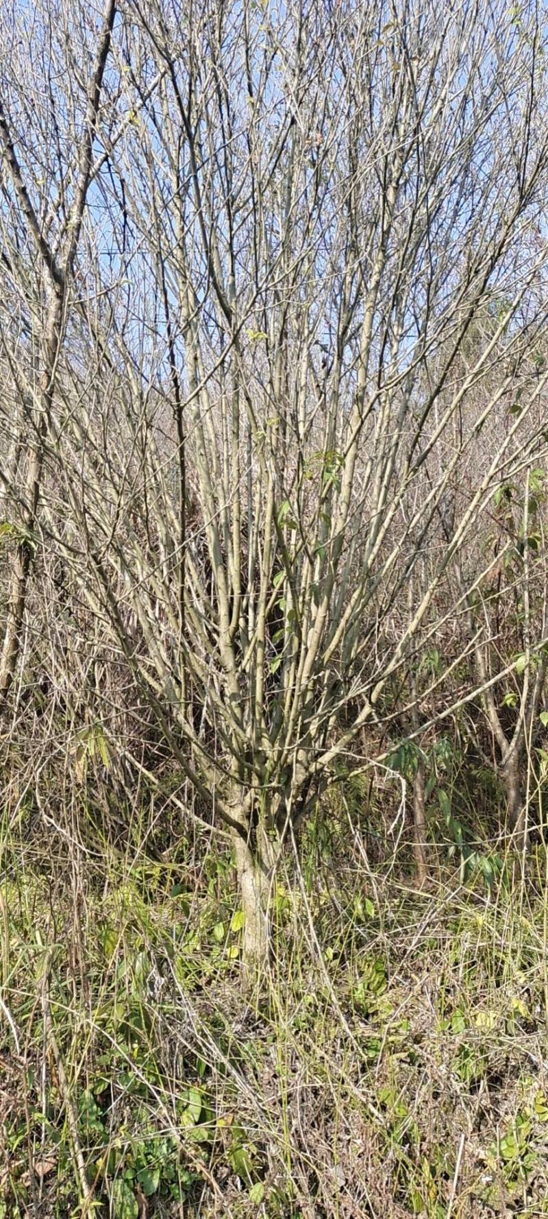 8公分红梅，苗圃直供，树型精品，常年大量供应，性价比高