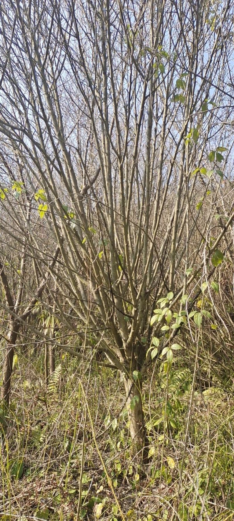 8公分红梅，苗圃直供，树型精品，常年大量供应，性价比高