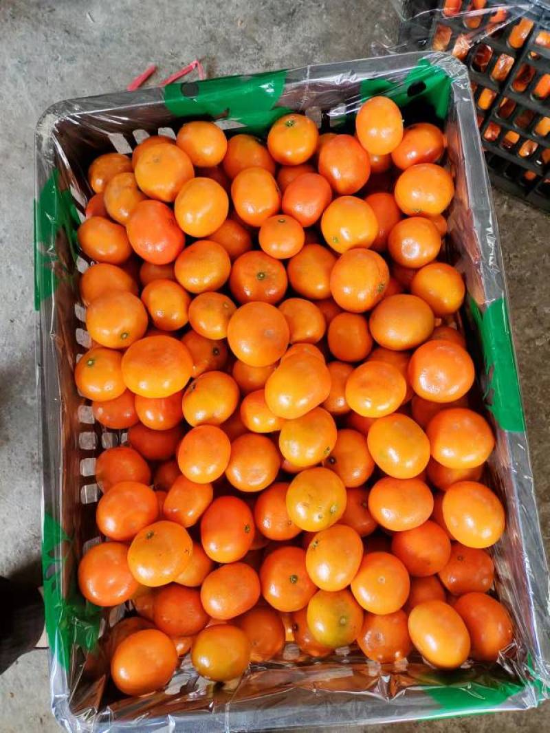 重庆万州精品默科特柑橘个头大口感甜新鲜上市