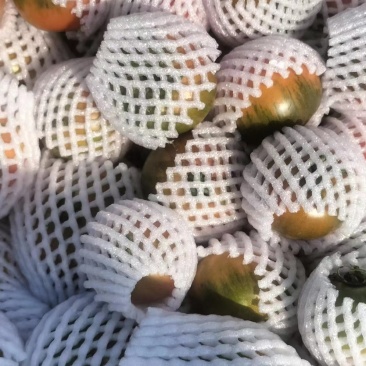 草莓番茄
